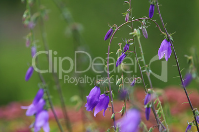 Blue flowers on the meadow.