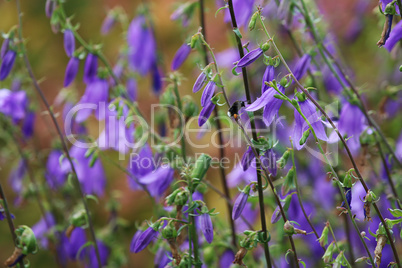 Blue flowers on the meadow.