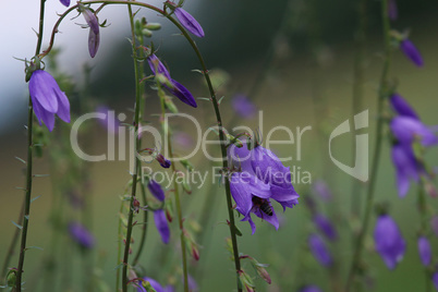 Blue flowers on the meadow.