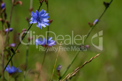 Blue chicory on green meadow.