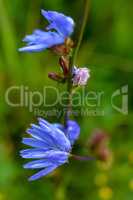 Blue chicory on green meadow.