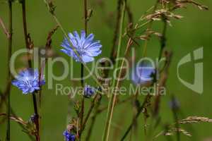 Blue chicory on green meadow.