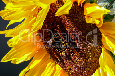 Closeup of bees on sunflower