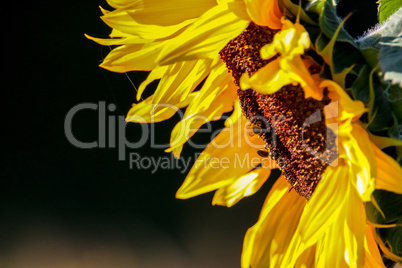 Closeup of bees on sunflower