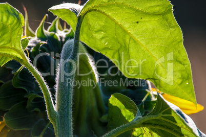 Fragment of sunflower from behind.