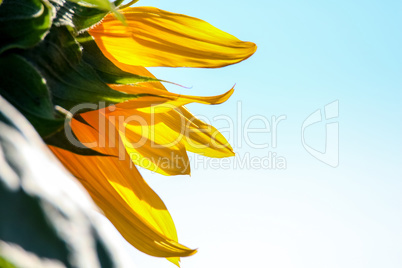 Fragment of sunflower on blue sky.