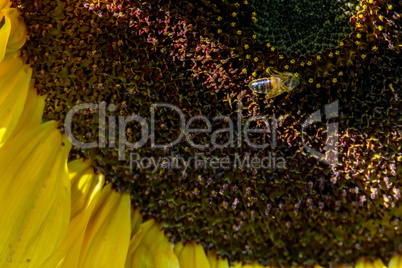 Closeup of bee on sunflower