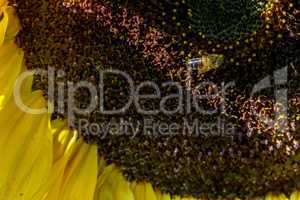 Closeup of bee on sunflower
