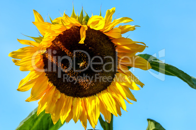 Bee on sunflower in summer day.