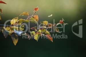 Birch branch as nature background.