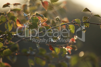 Birch branch as nature background.