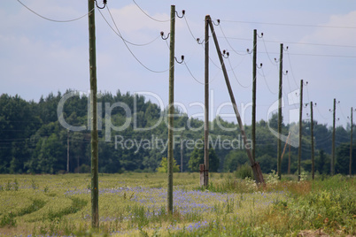 Power poles next to forest.
