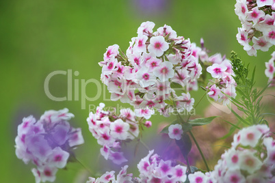 White phlox in green garden.