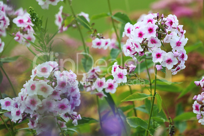 White phlox in green garden.