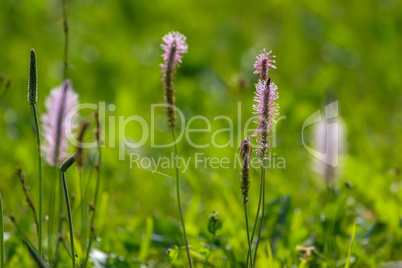 Wild flowers on green meadow