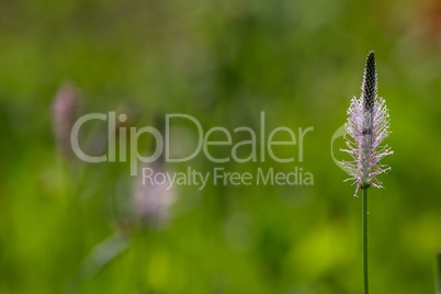 Wild flowers on green meadow