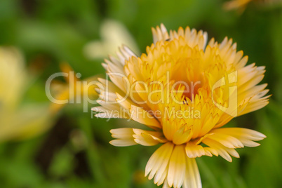 Yellow calendula in green garden.