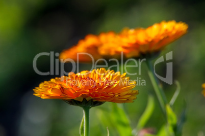 Orange calendula in green garden.