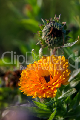 Orange calendula in green garden.