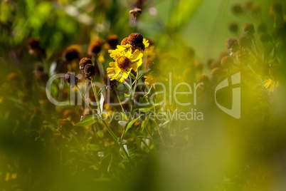 Yellow flower on green field.