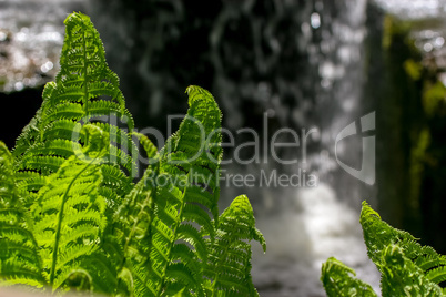 Fern leafs as abstract background.