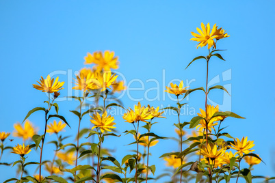 Yellow flowers on blue sky.