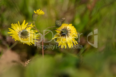 Yellow flowers on green field.