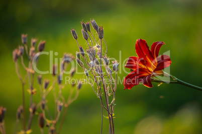 Red Lily in the garden,