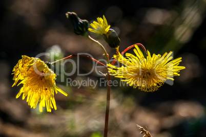 Background of wild yellow flowers