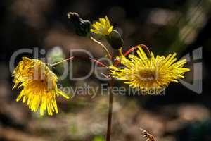 Background of wild yellow flowers