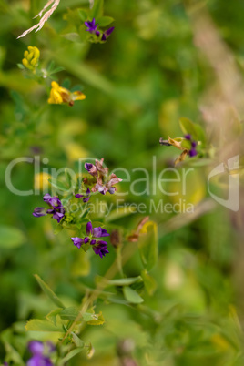 Background of rural flowers on meadow