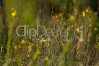 Background of yellow flowers on meadow