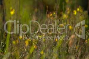 Background of yellow flowers on meadow