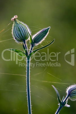 Unblown flower with cobweb on field.