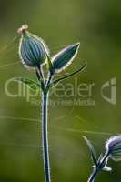 Unblown flower with cobweb on field.