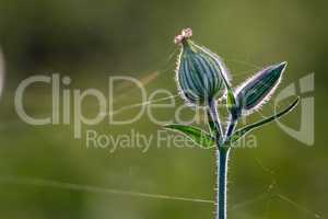 Unblown flower with cobweb on field.