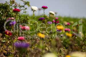 Different colored asters  in garden.