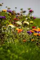 Asters and calendula in garden