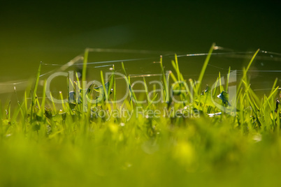Green grass with spider web
