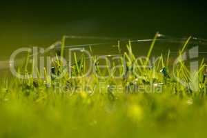Green grass with spider web