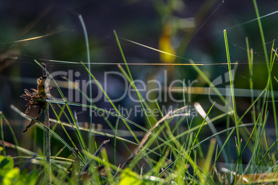 Wild grass near the river