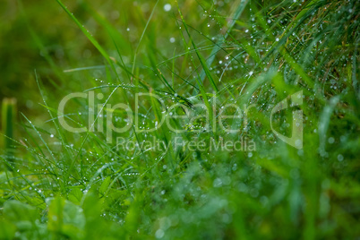 Background of field after the rain.