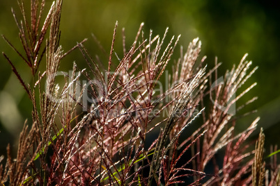 Wild grass as nature background.
