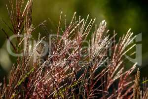 Wild grass as nature background.