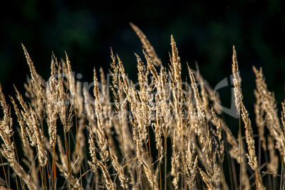 Wild grass on dark background.