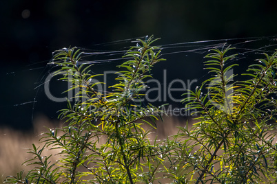 Buckthorn with spider web on dark background.