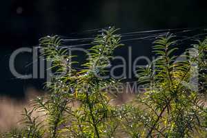 Buckthorn with spider web on dark background.