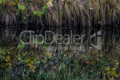 Grass reflection in water as background.