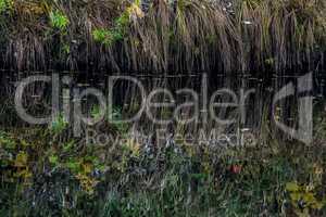 Grass reflection in water as background.