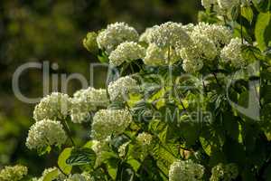 Green shrub with white flowers.